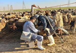 واکسیناسیون تب مالت در شهرستان دیلم پایان یافت