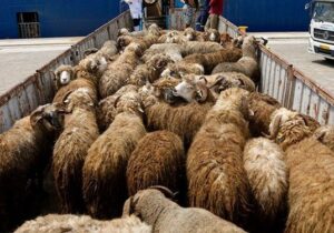 کشف احشام قاچاق در شهرستان دیلم